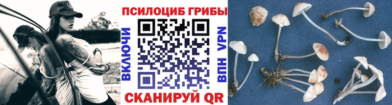 дарнет шоп  Пудож  Галлюциногенные грибы MAGIC MUSHROOMS 